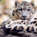 On the Conservation of Snow Leopards